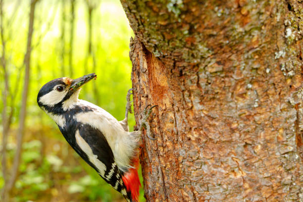 istock Woodpecker Close-up Portrait 1225264721