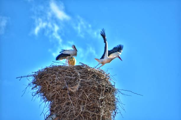 istock Adventures in the nature 1225264956