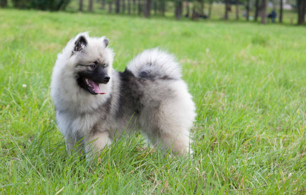 Keeshond puppy, half a year old, stands on a green meadow