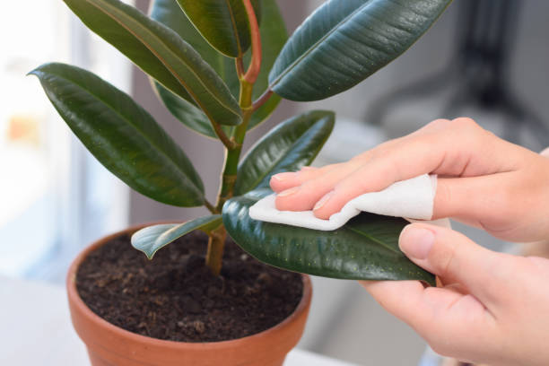 Girl's hands wipe the dust from a house leaf plant stock photo