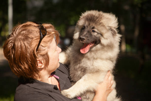 Older woman and  a keeshond puppy stock photo