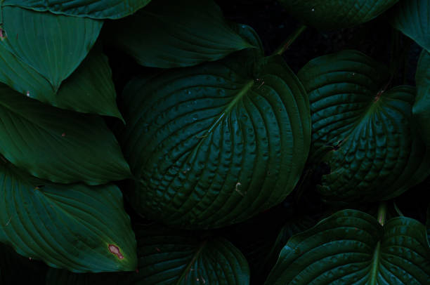 Natural background, fresh texture green leaves top view.