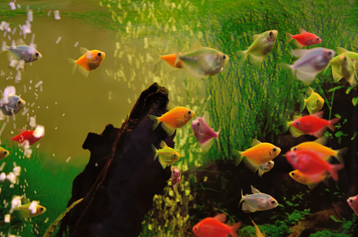 Colorful exotic fish swim in the aquarium.