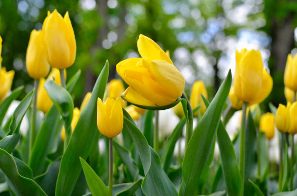 istock Young tulips bloomed in the park in spring 1225268869
