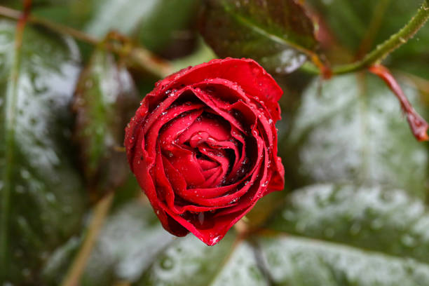Red rose after rain on a green background.