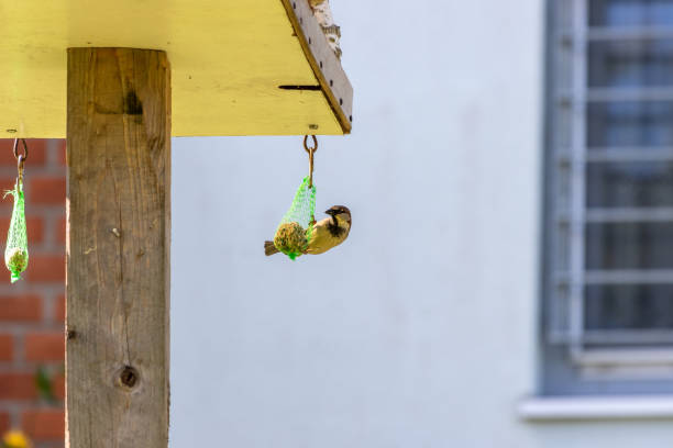 tit hangs from a tit dumpling to eat - skuril imagens e fotografias de stock