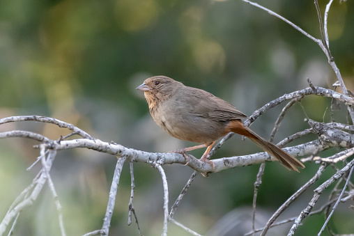 Alert California Towhee clings to branch perch in forrest while looking out for potential danger.