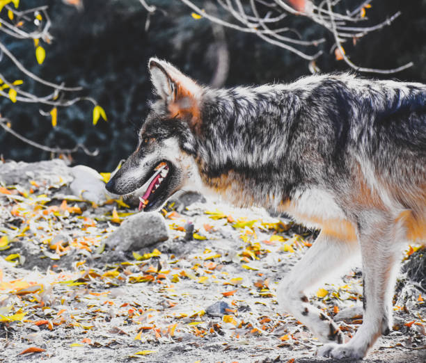 잘 생긴 회색 늑대 카니스 루푸스에 배회 - prowl 뉴스 사진 이미지