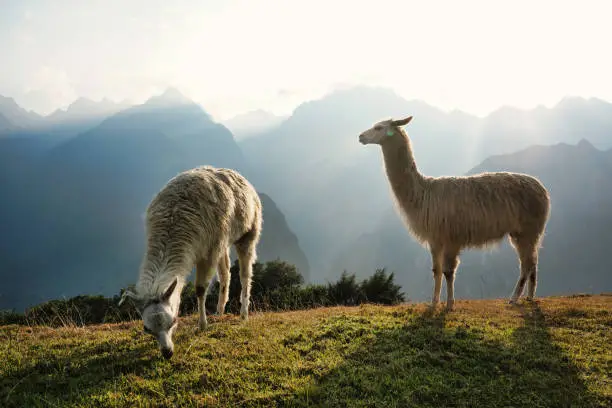 Llamas grazing in Machu Picchu at sunrise