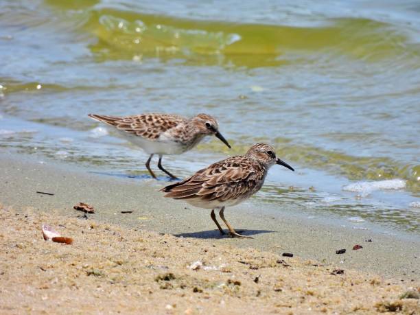 istock Least Sandpipers (Calidris minutilla) at water's edge near a Florida lake 1225271147