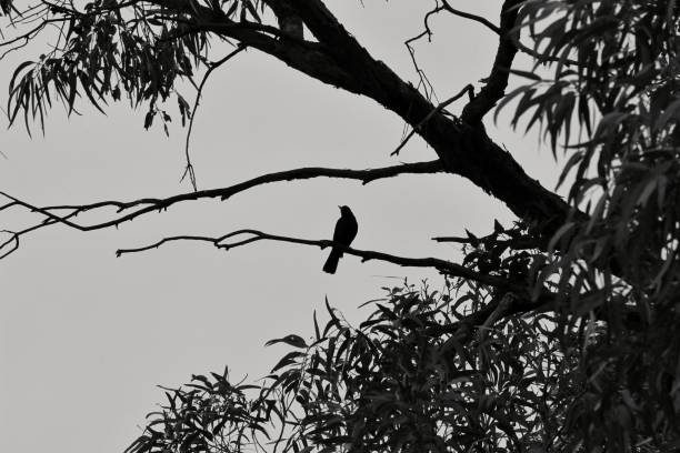 istock Bird singing on an eucalyptus branch 1225272270