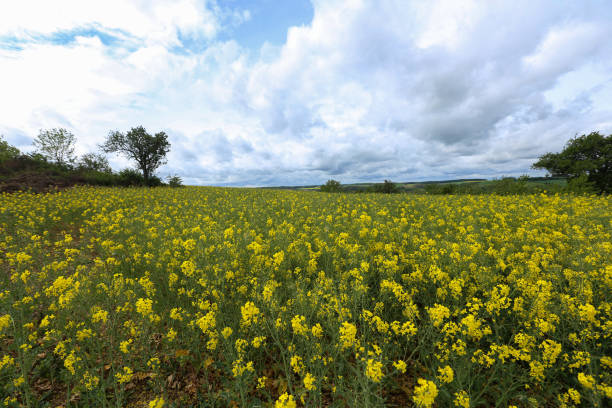 istock Spring landscape. Cultivated colorful raps field in Germany 1225272354