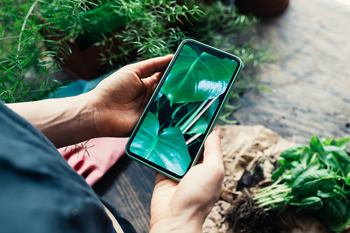 Unrecognizable woman holding a smartphone to take a photo of her house plants, a close up.