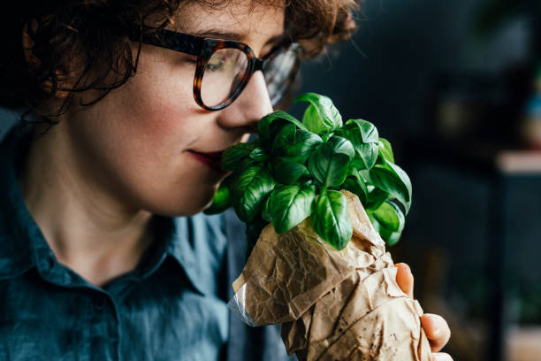 pachnące zioła: kobieta botanik korzystających zapach świeżych liści bazylii - entrepreneur lifestyles nature environment zdjęcia i obrazy z banku zdjęć