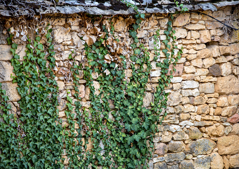 Ivy leaves on the stone old wall