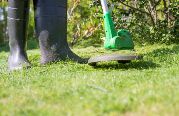 istock Person cuts grass with electric trimmer in a backyard 1225273501