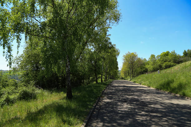 istock Birch alley along the road in spring 1225276229