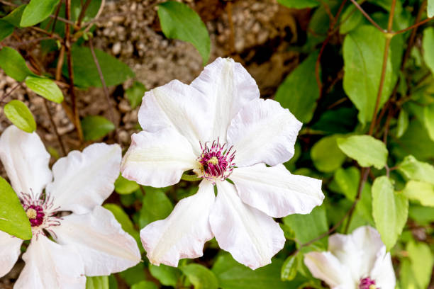 istock Blooming White Clematis Flowers 1225278394