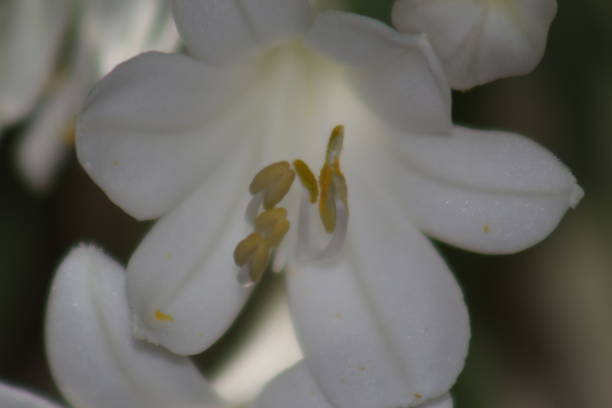 istock Agapando flower in the garden 1225278396