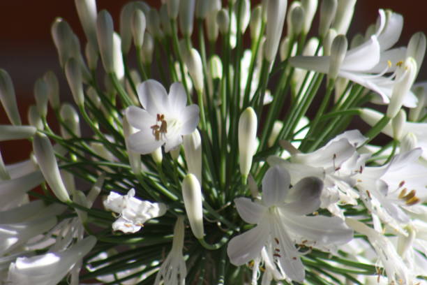 istock Agapando flower in the garden 1225278430