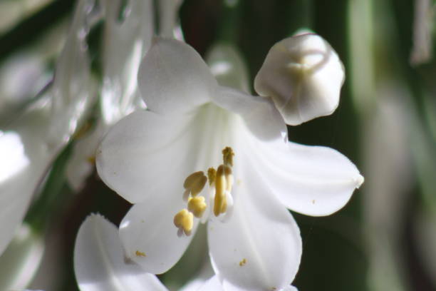 istock Agapando flower in the garden 1225278436