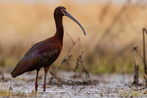 A White-Faced Ibis Stands in the wetlands looking for food in early spring.