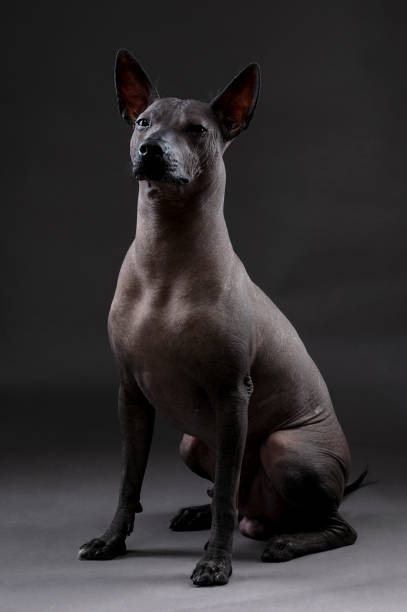 istock Xoloitzcuintle (Mexican Hairless Dog)  portrait sitting on neutral dark gray background 1225279098