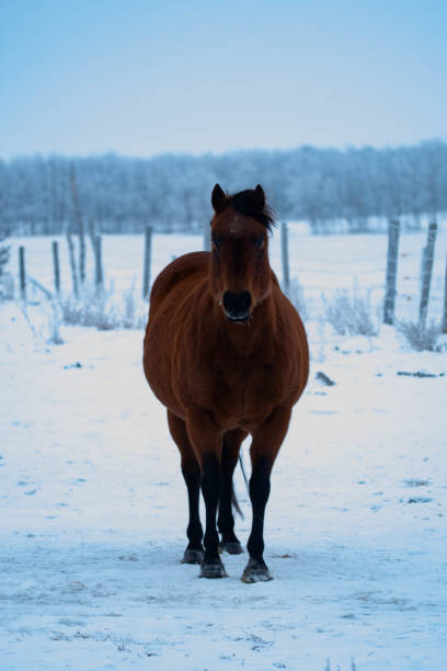 istock Clydesdale Horses on the Prairies 1225279209