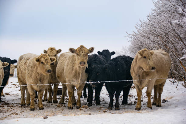 istock Cattle Feeding in the Winter 1225279867