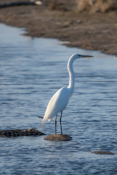 istock Great Egret on the Prairie in Spring 1225280890