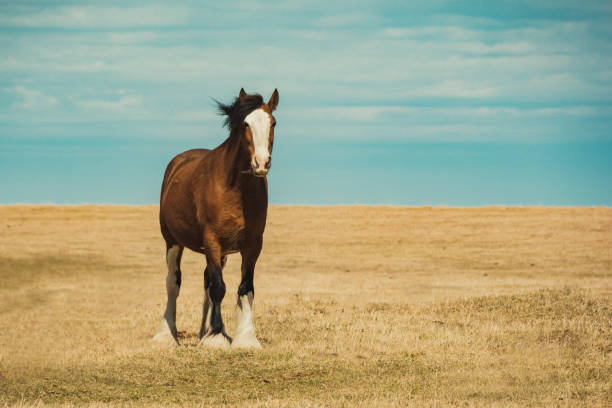 clydesdale atlar prairies üzerinde - clydesdale stok fotoğraflar ve resimler