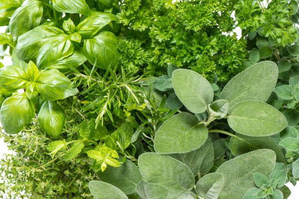 istock Basil rosemary thyme mint herbs Healthy food ingredients 1225280971