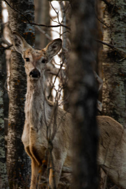istock White Tailed Deer in the Forrest 1225281051