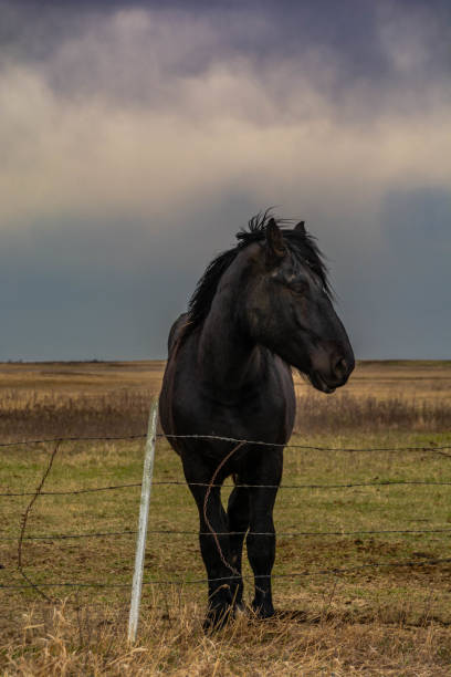 istock Clydesdale Horses on the Prairies 1225281052