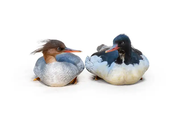 Two gooseander or common merganser ducks facing each other. Female Goosander with grey body and red-brown untidy head, and male Goosander with white body and black head.