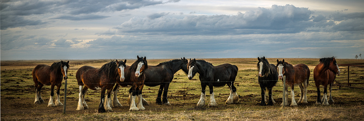 A number of Clydesdale horses on the prairie pasture in spring.