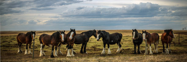 clydesdale atlar prairies üzerinde - clydesdale stok fotoğraflar ve resimler