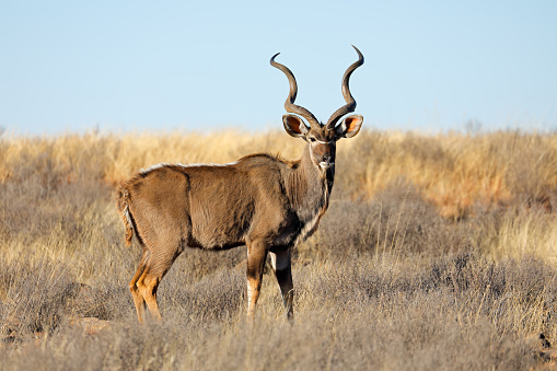 Male kudu antelope (Tragelaphus strepsiceros) in natural habitat, South Africa