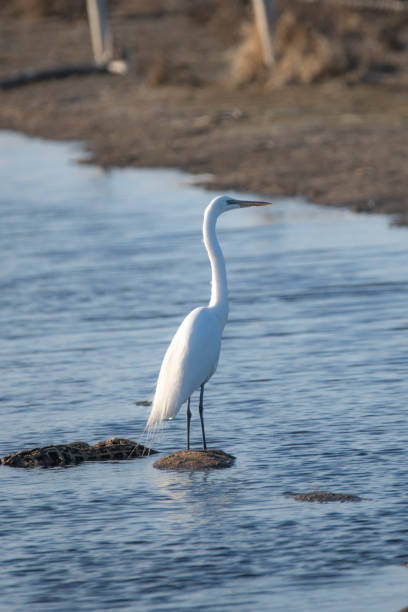 istock Great Egret on the Prairie in Spring 1225281869