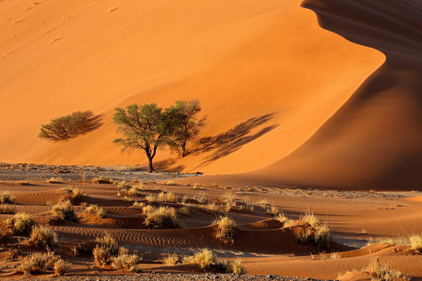 istock Large red sand dune with thorn trees, Sossusvlei, Namib desert, Namibia 1225281940