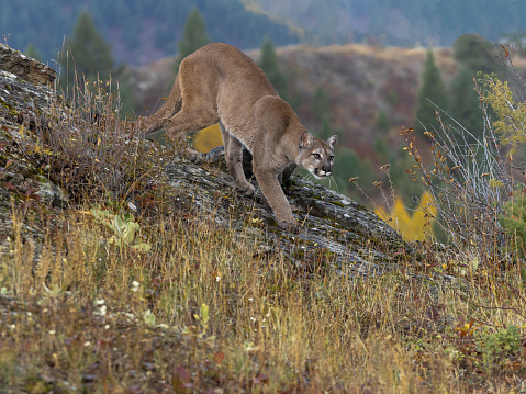 A captive Mountain Lion on the prowl in  autumn. A game farm in Montana, with animals in natural settings. Edited.