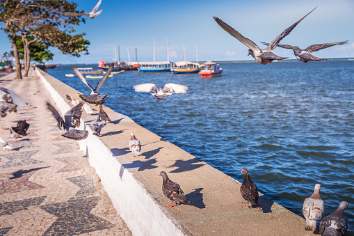 Flock of doves sea birds on sidewalk and Fishermen boats floating on Porto Seguro coastline, Bahia - Brazil