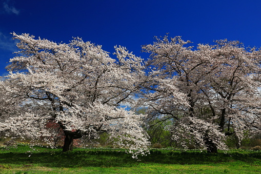 Blue sky and cherry blossoms
