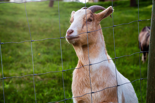Cute and Funny Portrait of a Goat in a Farm. Taken in Chilliwack, British Columbia, Canada.