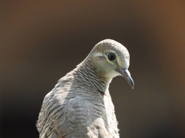 istock Dove bird on a tree branch at a park in Thailand 1225285217