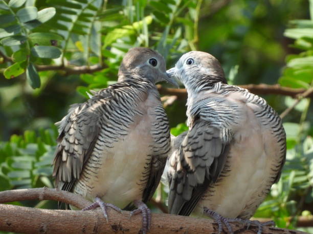 istock Dove bird on a tree branch at a park in Thailand 1225285223