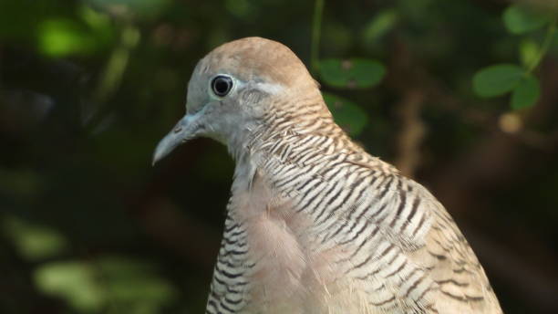 istock Dove bird on a tree branch at a park in Thailand 1225285244
