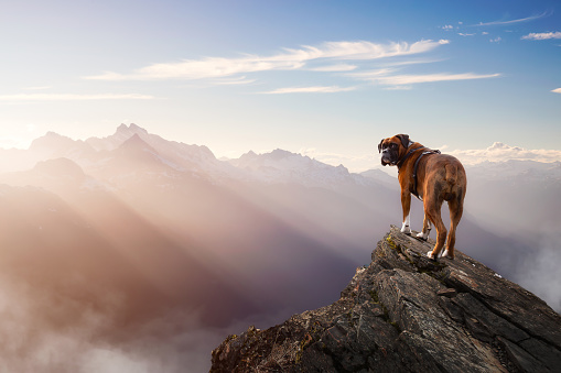 Boxer Dog Standing on top of mountain peak. Fantasy adventure composite. Landscape from British Columbia, Canada. Sunset or Sunrise with Sunrays.