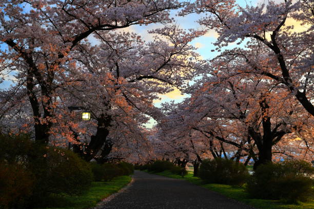 istock Row of cherry blossom trees at sunset 1225286273