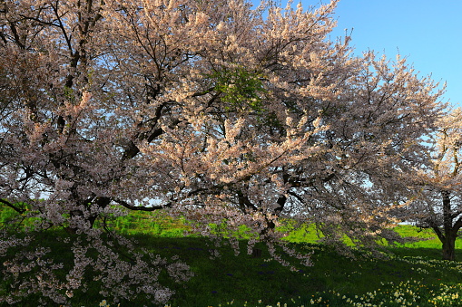 Row of cherry blossom trees at sunset